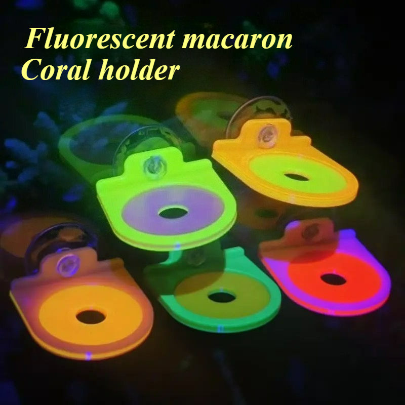 Aquarium Marine Color - Cor aleatória coral frag titular suporte