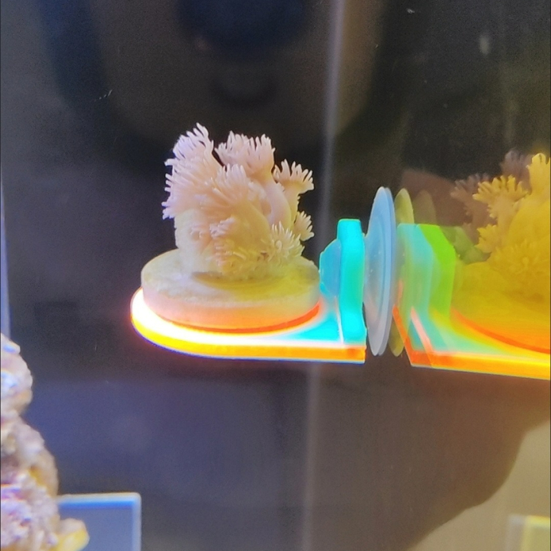 Cor aleatória coral frag titul - Aquarium Marine Color avaliação e preço